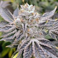 Euskal-zkittlez-1-300x300