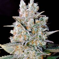 KRITIKAL-BILBO-AUTO-GENEHTIK-300x300