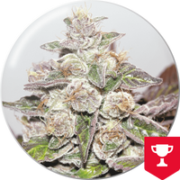 mendocino-purple-kush