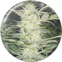 white-widow-