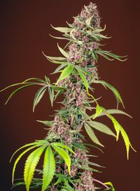 RED MANDARINE ZKITTLEZ FV